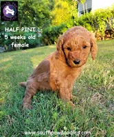 Half Pint, a female Goldendoodle for sale in Greer, SC – 6 of 6