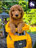 Bandit, a male Goldendoodle for sale in Greer, SC – 3 of 6