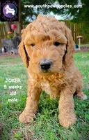Joker, a male Goldendoodle for sale in Greer, SC – 6 of 6