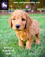 Bandit, a male Goldendoodle for sale in Greer, SC – 6 of 6