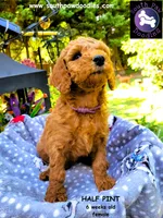 Half Pint, a female Goldendoodle for sale in Greer, SC – 3 of 6