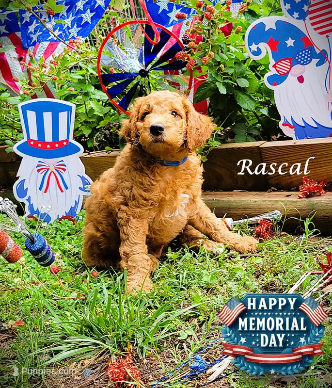 Rascal – Goldendoodle puppy for sale in Greer, SC