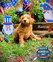 Rascal, a male Goldendoodle for sale in Greer, SC – 1 of 6