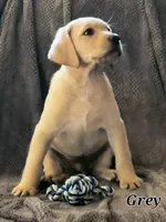 Gray collar sold, a male Labrador Retriever for sale in Clayton, WA – 2 of 7