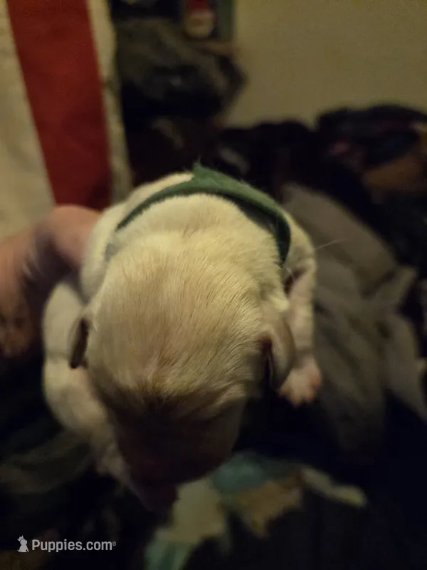 Green collar – Labrador Retriever puppy for sale in Clayton, WA