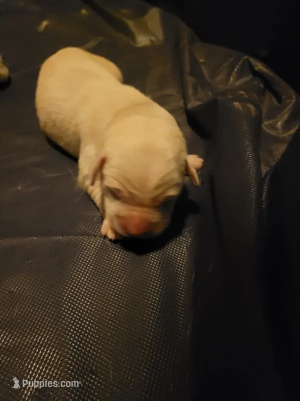 Pink collar – Labrador Retriever puppy for sale in Clayton, WA