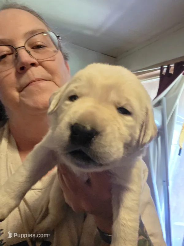 Purple collar  – Labrador Retriever puppy for sale in Clayton, WA