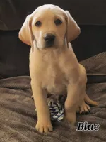 Blue collar sold, a male Labrador Retriever for sale in Clayton, WA – 2 of 7