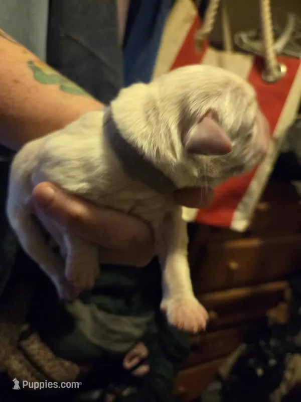 Purple collar  – Labrador Retriever puppy for sale in Clayton, WA