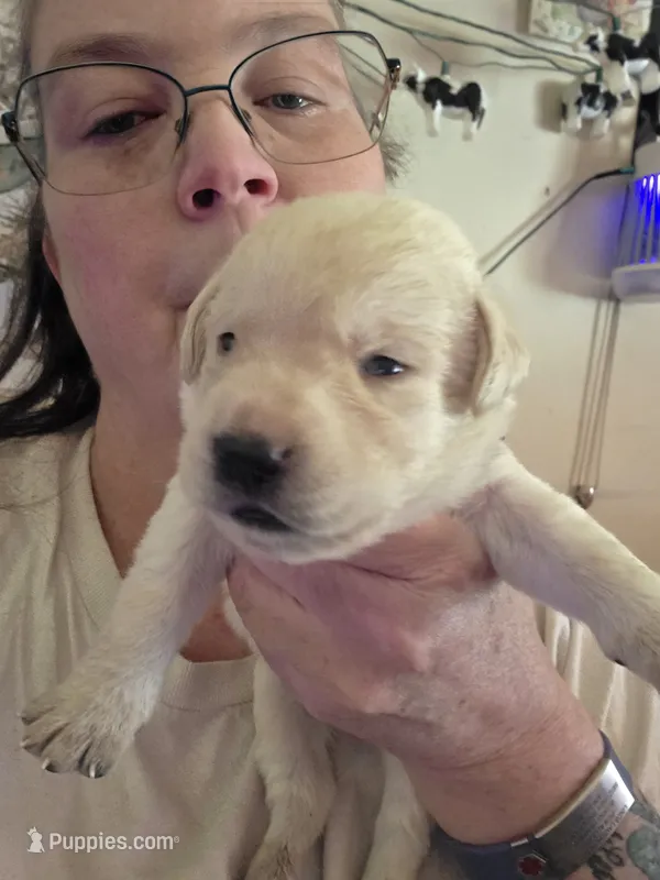 Green collar – Labrador Retriever puppy for sale in Clayton, WA