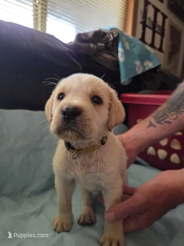 Yellow collar  – Labrador Retriever puppy for sale in Clayton, WA