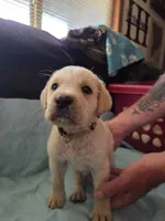 Yellow collar , a male Labrador Retriever for sale in Clayton, WA – 1 of 2