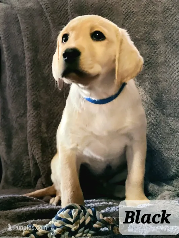 Black collar – Labrador Retriever puppy for sale in Clayton, WA
