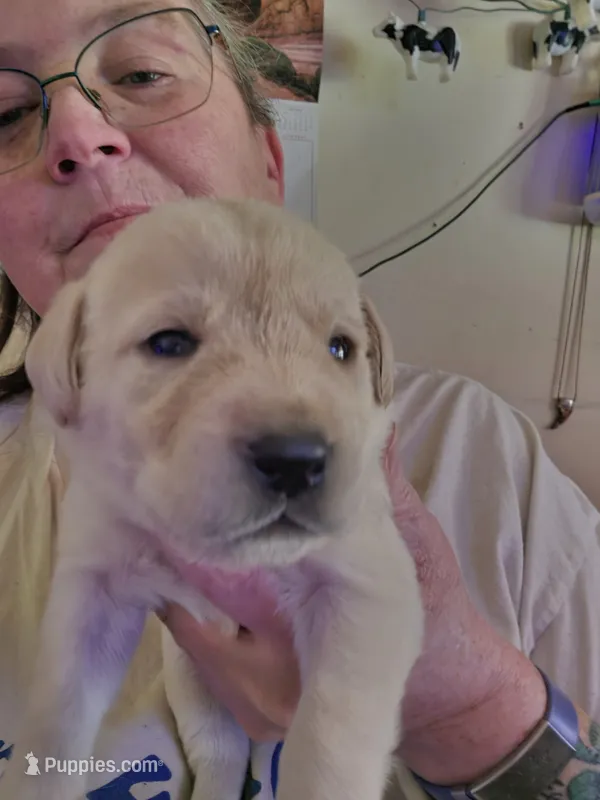 Black collar – Labrador Retriever puppy for sale in Clayton, WA