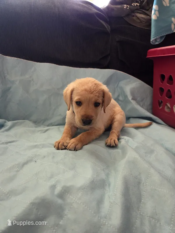 Black collar – Labrador Retriever puppy for sale in Clayton, WA
