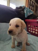 Yellow collar , a male Labrador Retriever for sale in Clayton, WA – 2 of 2