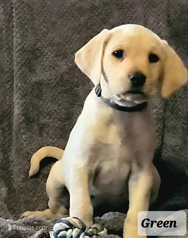 Green collar – Labrador Retriever puppy for sale in Clayton, WA