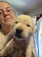 Rose pink now neon green collar on hold, a female Labrador Retriever for sale in Clayton, WA – 1 of 3