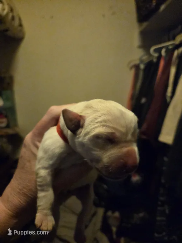 Red collar on hold – Labrador Retriever puppy for sale in Clayton, WA