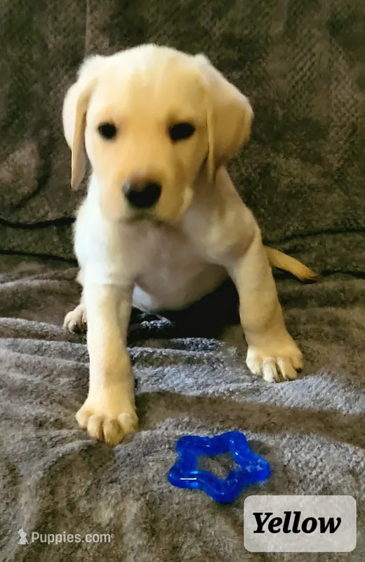 Yellow collar  – Labrador Retriever puppy for sale in Clayton, WA