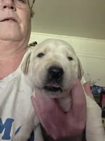 Orange collar now light blue, a male Labrador Retriever for sale in Clayton, WA – 1 of 3