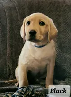 Black collar sold, a female Labrador Retriever for sale in Clayton, WA – 2 of 6