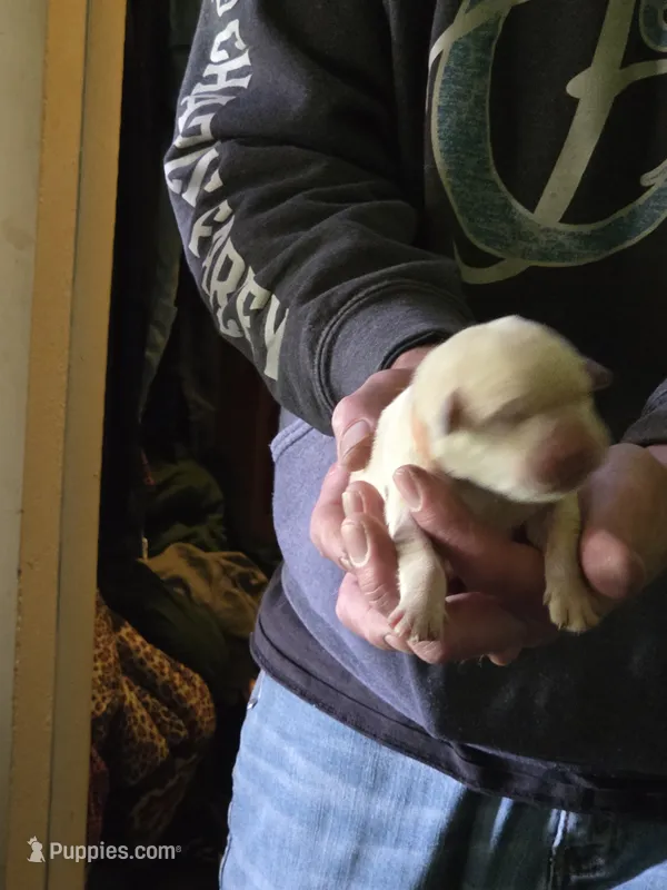 Brown collar  – Labrador Retriever puppy for sale in Clayton, WA