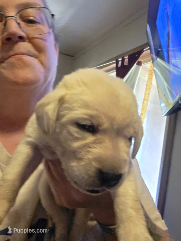 Pink collar now yellow collar – Labrador Retriever puppy for sale in Clayton, WA