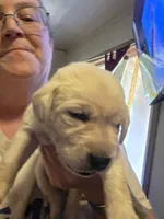 Pink collar now yellow collar, a female Labrador Retriever for sale in Clayton, WA – 1 of 3