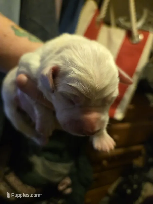 Gray collar – Labrador Retriever puppy for sale in Clayton, WA
