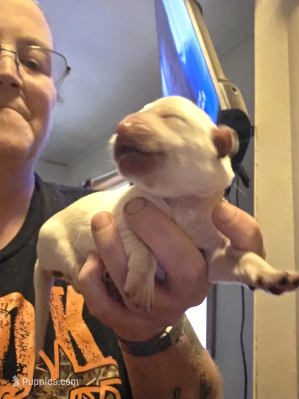 Pink collar  – Labrador Retriever puppy for sale in Clayton, WA