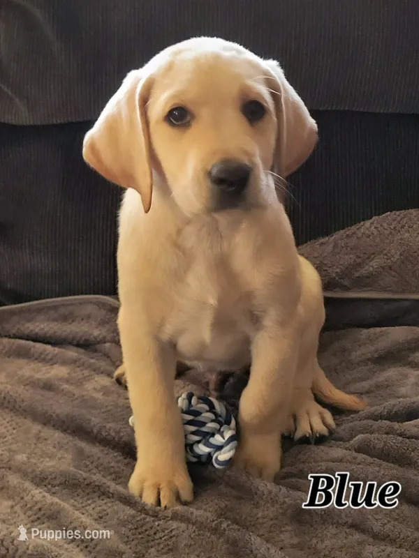 Blue collar – Labrador Retriever puppy for sale in Clayton, WA