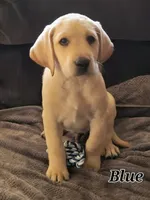 Blue collar sold, a male Labrador Retriever for sale in Clayton, WA – 1 of 7
