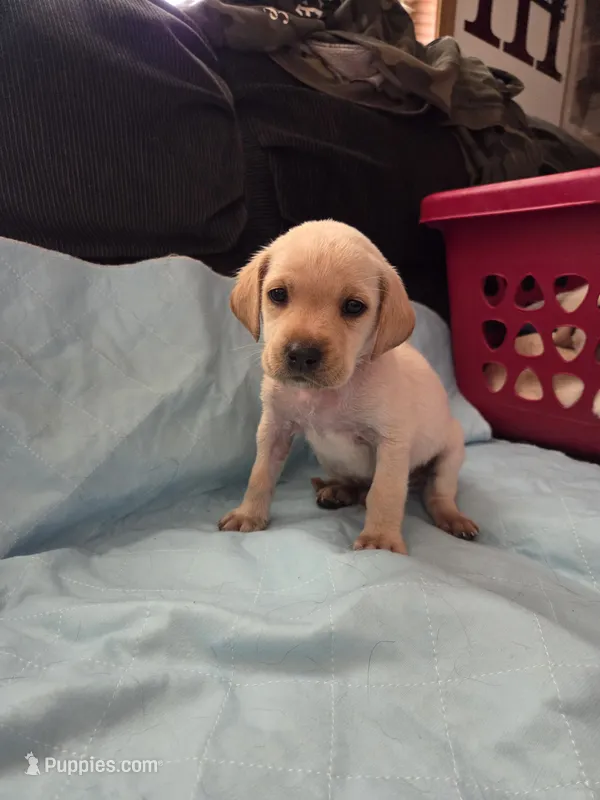 Green collar – Labrador Retriever puppy for sale in Clayton, WA