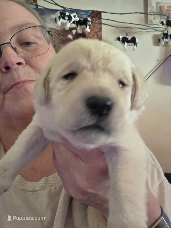 Gray collar – Labrador Retriever puppy for sale in Clayton, WA