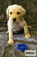Yellow collar , a male Labrador Retriever for sale in Clayton, WA – 1 of 1