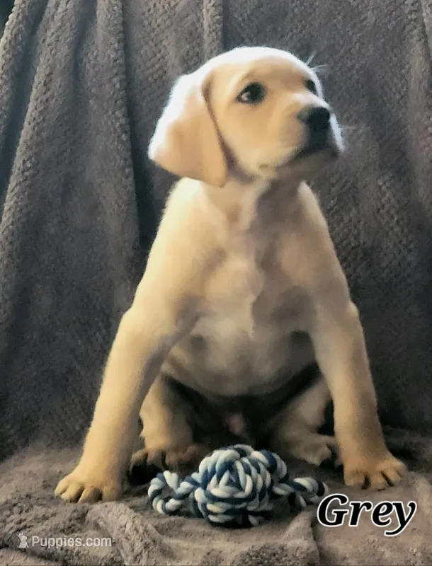Gray collar – Labrador Retriever puppy for sale in Clayton, WA