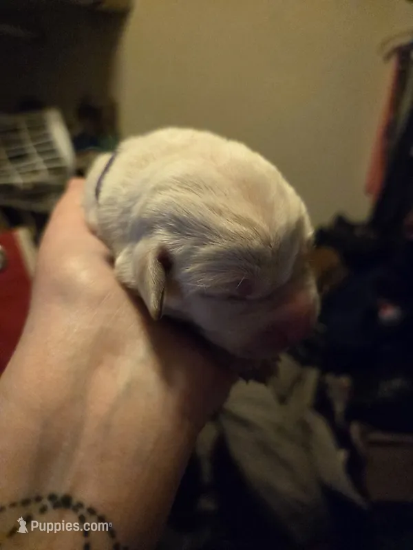 Blue collar – Labrador Retriever puppy for sale in Clayton, WA