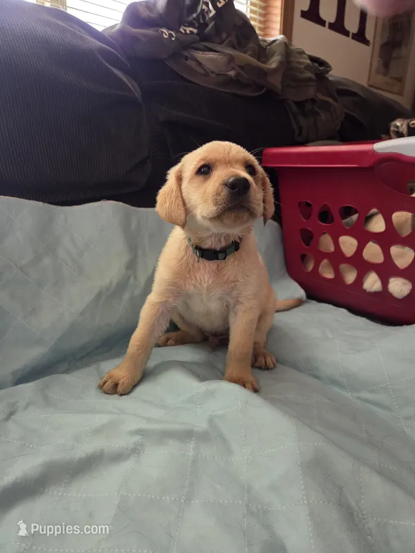 Gray collar – Labrador Retriever puppy for sale in Clayton, WA