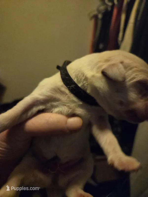 Black collar – Labrador Retriever puppy for sale in Clayton, WA
