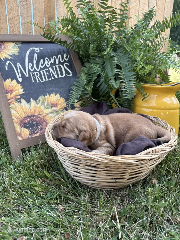 Roo – Golden Retriever puppy for sale in Gettysburg, PA