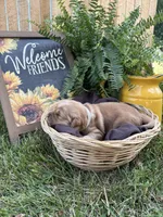 Roo, a female Golden Retriever for sale in Gettysburg, PA – 1 of 4