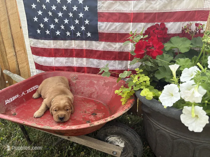 Fraulein Maria  – Golden Retriever puppy for sale in Gettysburg, PA