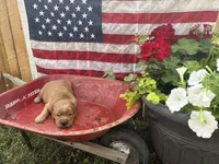 Fraulein Maria , a female Golden Retriever for sale in Gettysburg, PA – 1 of 4