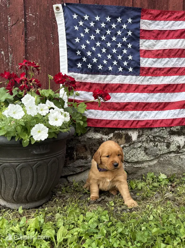 Liesl  – Golden Retriever puppy for sale in Gettysburg, PA