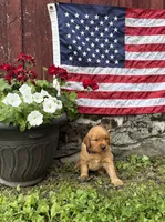 Liesl , a female Golden Retriever for sale in Gettysburg, PA – 4 of 9
