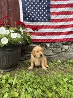 Rolfe, a male Golden Retriever for sale in Gettysburg, PA – 4 of 9