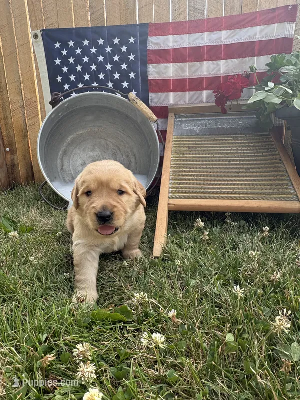Gretl – Golden Retriever puppy for sale in Gettysburg, PA