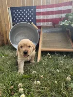 Gretl, a female Golden Retriever for sale in Gettysburg, PA – 5 of 9