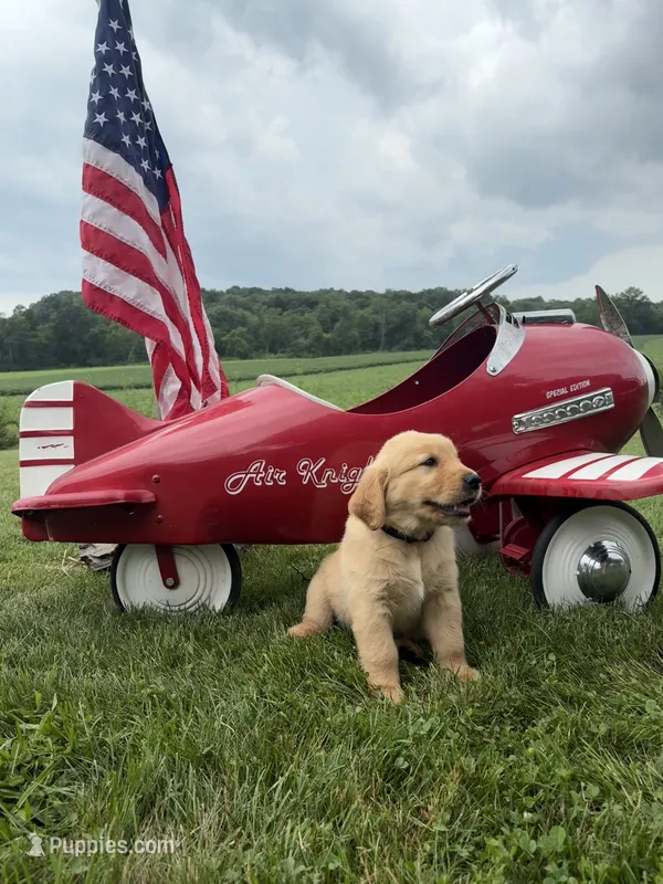 Hans – Golden Retriever puppy for sale in Gettysburg, PA